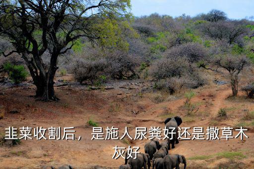 韭菜收割后，是施人尿糞好還是撒草木灰好