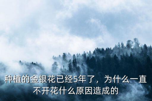種植的金銀花已經(jīng)5年了，為什么一直不開花什么原因造成的