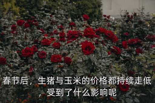 春節(jié)后，生豬與玉米的價格都持續(xù)走低，受到了什么影響呢