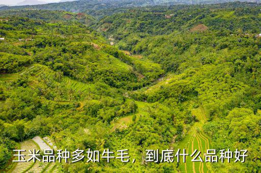 玉米品種多如牛毛，到底什么品種好