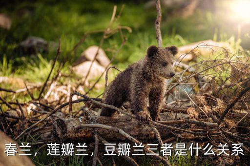 春蘭，蓮瓣蘭，豆瓣蘭三者是什么關(guān)系