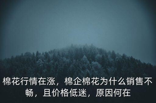 棉花行情在漲，棉企棉花為什么銷售不暢，且價格低迷，原因何在