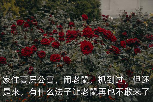 家住高層公寓，鬧老鼠，抓到過，但還是來，有什么法子讓老鼠再也不敢來了