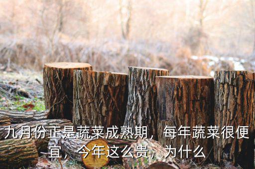 九月份正是蔬菜成熟期，每年蔬菜很便宜，今年這么貴，為什么