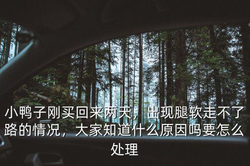 小鴨子剛買回來兩天，出現(xiàn)腿軟走不了路的情況，大家知道什么原因嗎要怎么處理