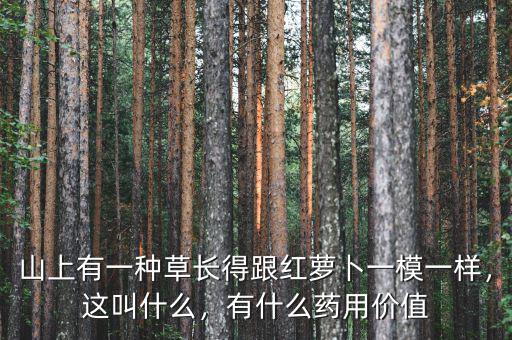 山上有一種草長得跟紅蘿卜一模一樣，這叫什么，有什么藥用價值