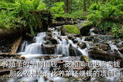 養(yǎng)殖羊的羊肉值錢，皮和羊毛也能賣錢，那么農(nóng)村還有比養(yǎng)羊還賺錢的項目嗎