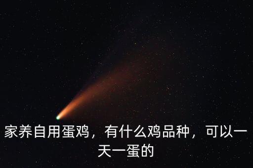 家養(yǎng)自用蛋雞，有什么雞品種，可以一天一蛋的