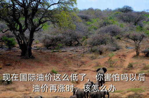 現(xiàn)在國(guó)際油價(jià)這么低了，你害怕嗎以后油價(jià)再漲時(shí)，該怎么辦