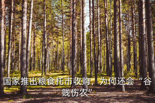 國家推出糧食托市收購，為何還會“谷賤傷農(nóng)”