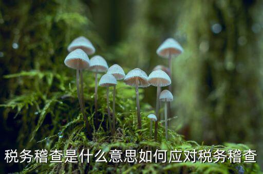 什么是稅務(wù)稽查積案，稅務(wù)稽查本指什么
