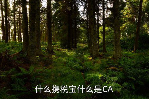 稅務(wù)ca是什么，Ca是什么