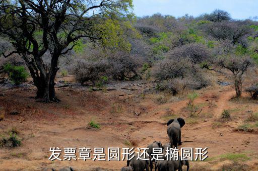 發(fā)票專用章是什么形狀，申請(qǐng)開發(fā)票時(shí)要刻發(fā)票章是啥樣的