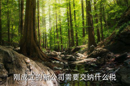 新成立的公司報(bào)什么稅，公司成立后需要交那些稅