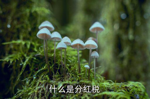 什么叫稅收紅利，什么是紅利稅企業(yè)交企業(yè)所得稅后分紅給個人還需要交個人所得稅不