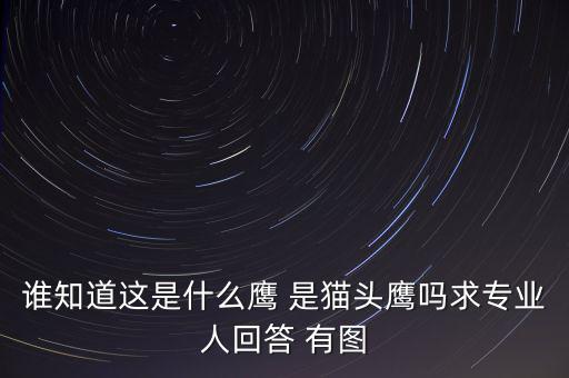 頭長的像鷹是什么鴿子，有那種飛禽類似鷹但又比鷹小專捕食鴿子