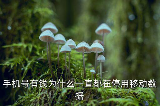 手機(jī)號有錢為什么一直都在停用移動數(shù)據(jù)