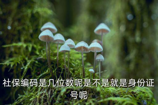 單位社保編碼14位是什么，什么是社保編號