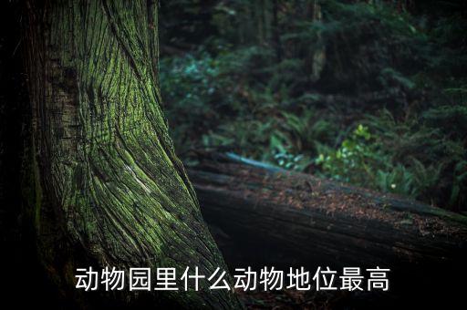 動物園什么動物人氣最高，動物園什么動物地位最高