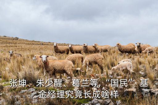 張坤、朱少醒、葛蘭等,“國(guó)民” 基金經(jīng)理究竟長(zhǎng)成啥樣